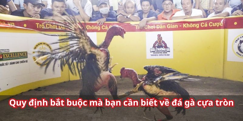 Thông tin chi tiết về chiến kê cựa tròn 