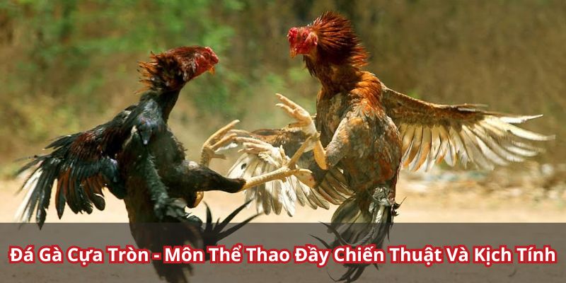 Thông tin chi tiết về chiến kê cựa tròn 